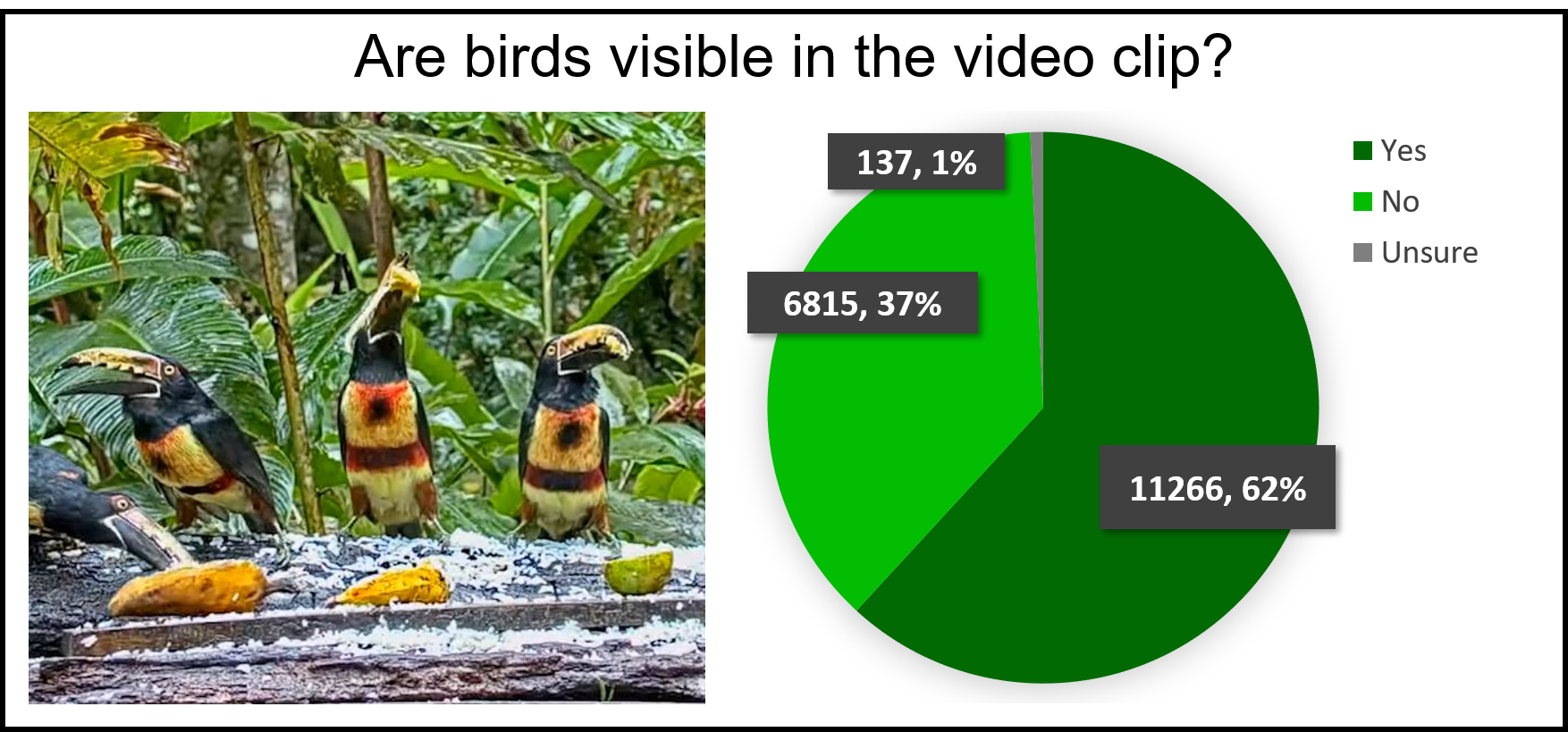 There is a photo of collared aracaris (toucans that are black, red, and yellow) eating coconut and fruit on a feeding table on the left and a pie chart on the right under a title that reads, "Are birds visible in the video clip?" 137 (1%) clips were unsure, 6,815 (37%) clips are no, and 11,266 clips are yes.