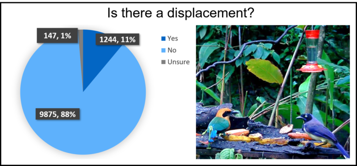 There is a photo of a rufous motmot (bird with a green-blue body, orange head, and black mask) next to a black-chested jay (bird with dark blue-purple on body and head with a white belly) on a feeding table with fruit eating coconut and fruit on a feeding table on the right and a pie chart with blue colors on the left under a title that reads, "Is there a displacement?" 147 (1%) are unsure, 1,244 (11%) are yes, and 9,875 (88%) are no.