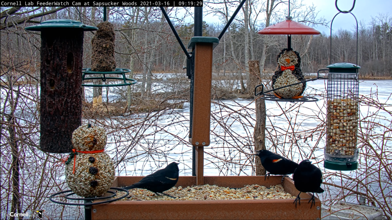 Three male red-winged blackbirds feed on the platform on the Cornell FeederWatch cam against a snowy backdrop. The birds are all black except for a small patch of red and yellow on their wing-shoulder.