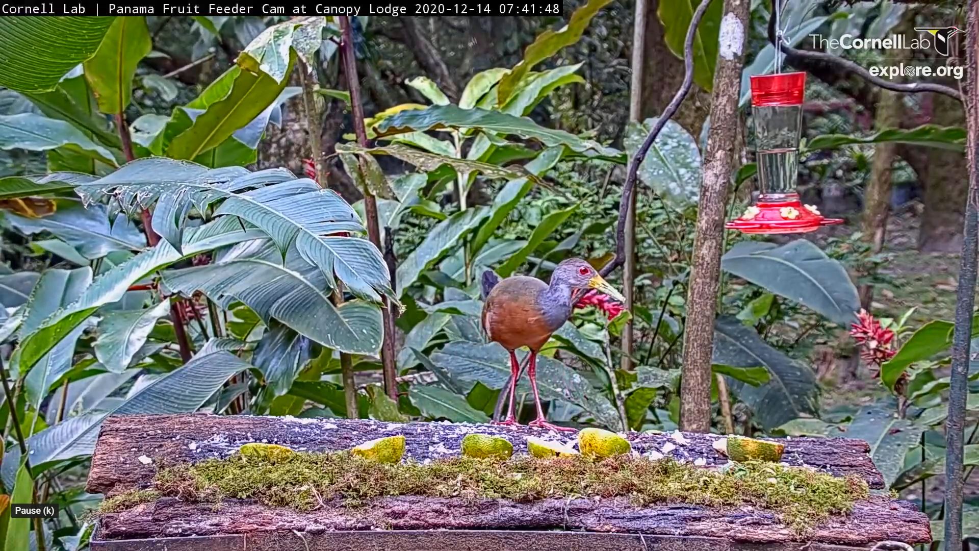 A great-cowled wood-rail is standing on the panama fruit feeder table facing right. There is some moss and yellow-colored oranges on the table. The wood-rail is a large bird with pink legs, gray-blue had, yellow bill, red eyes, and red-brown back. In the background is a hummingbird feeders and large green leaves and other vegetation.
