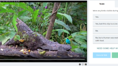 On the lefthand side is a videofeed in which there is a small bright blue-green bird perched on a feeding table in front of green vegetation. On the right is buttons and a question to illustrate the data collection protocol.