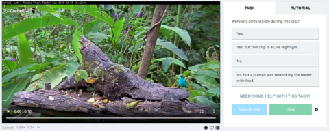 On the lefthand side is a videofeed in which there is a small bright blue-green bird perched on a feeding table in front of green vegetation. On the right is buttons and a question to illustrate the data collection protocol.