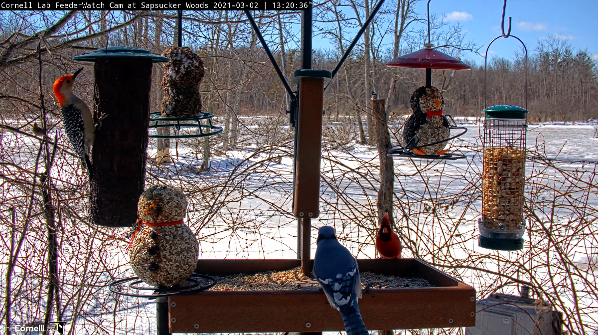 A red-bellied woodpecker (white and black bird with a red head), blue jay (blue and white bird), and male northern cardinal (red bird), perch on feeders seen on the Cornell FeederWatch cam. The back drop is sunny snow and vegetation that is leafless.