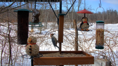 A red-bellied woodpecker perches on a suet feeder in the middle, which is surrounded by hanging feeder and is above a platform feeder filled with seed. The red-bellied woodpecker has a red head, black-and-white striped wings, and a white face and belly. The background is a snow-covered landscape and bare vegetation.