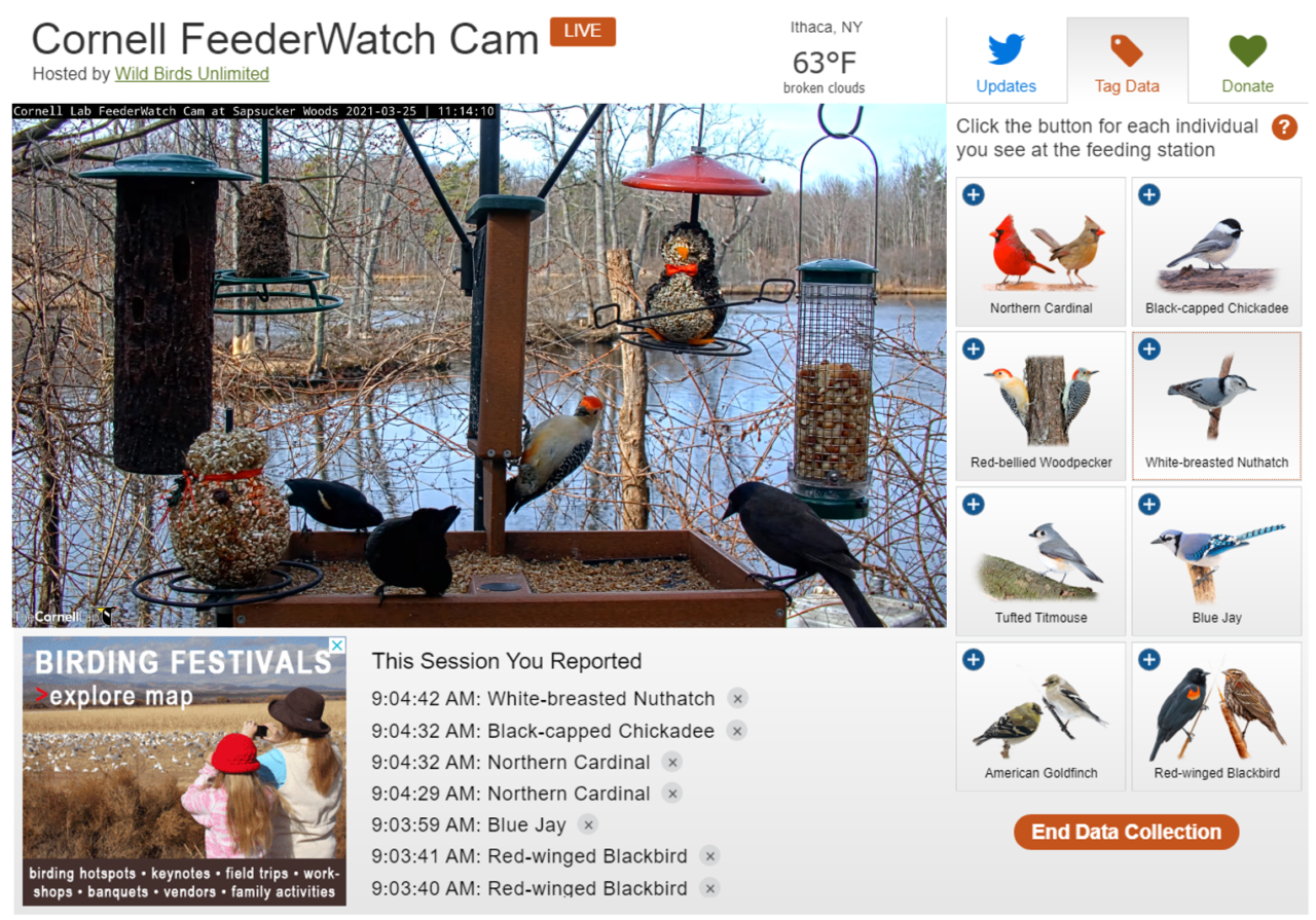 A screenshot of the Cornell FeederWatch cam page with the live stream view, buttons with birds to the right of it, names of the birds and the time they visited in the "Session Reported" section below.