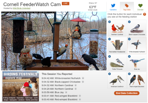 Engaging the Public in Collecting Data from Live and Recorded Wildlife