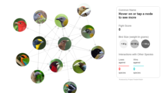 This is a screenshot of an interactive visualization. There are photographs of birds connected by gray arrows with a box to the right instructing user to hover over and interact with the photos. There are 13 photos.