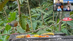 A screenshot taken from the Panama Fruit Feeder of a Gray-cowled Wood-Rail perched on the left side of the feeding table. There are bananas and other pieces of fruit on the feeder. Backdrop is lush green leaves and vines. There are four screenshots of the four speakers in the top right corner.