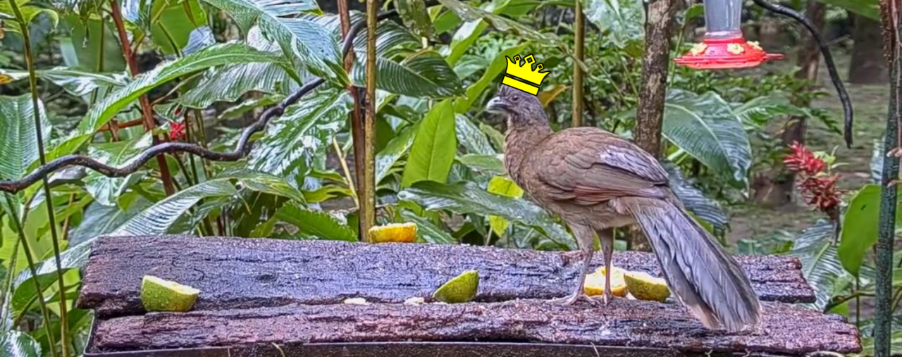 A gray-headed chachalaca (gray-brown medium-sized bird) is standing on a feeding table that has a couple green and yellow oranges. The backdrop is lots of green vegetation, as in big tropical leaves. In the top right corner is a nectar feeder (red with yellow flowers). There is a yellow crown overlayed on the bird