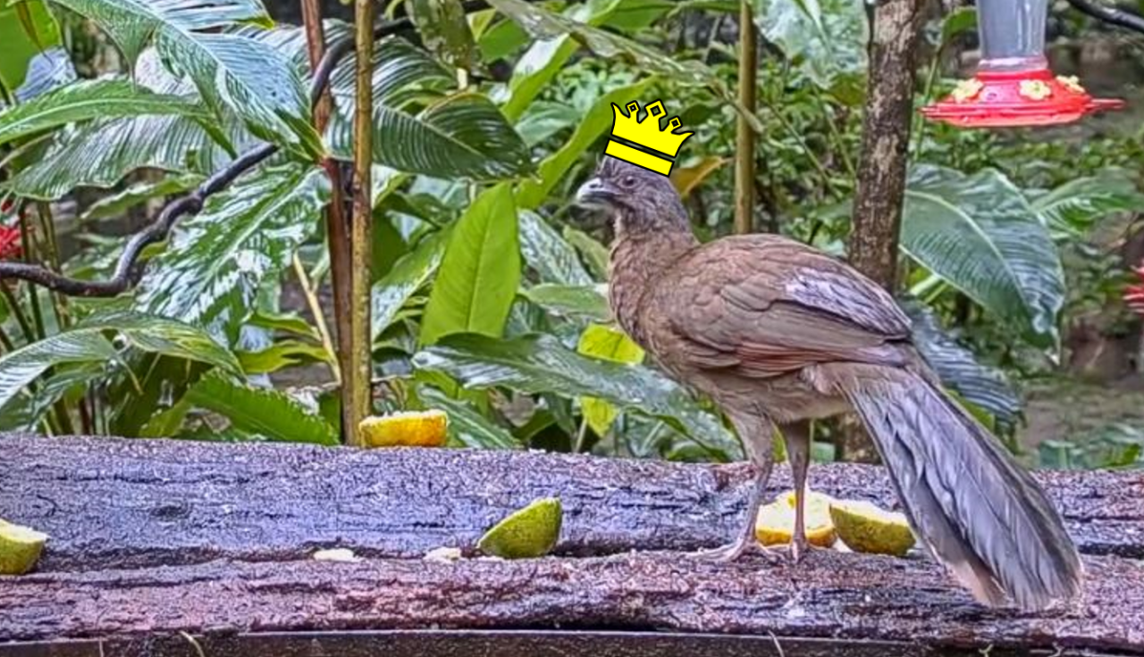 A gray-headed chachalaca (gray-brown medium-sized bird) is standing on a feeding table that has a couple green and yellow oranges. The backdrop is lots of green vegetation, as in big tropical leaves. In the top right corner is a nectar feeder (red with yellow flowers). There is a yellow crown overlayed on the bird's head.