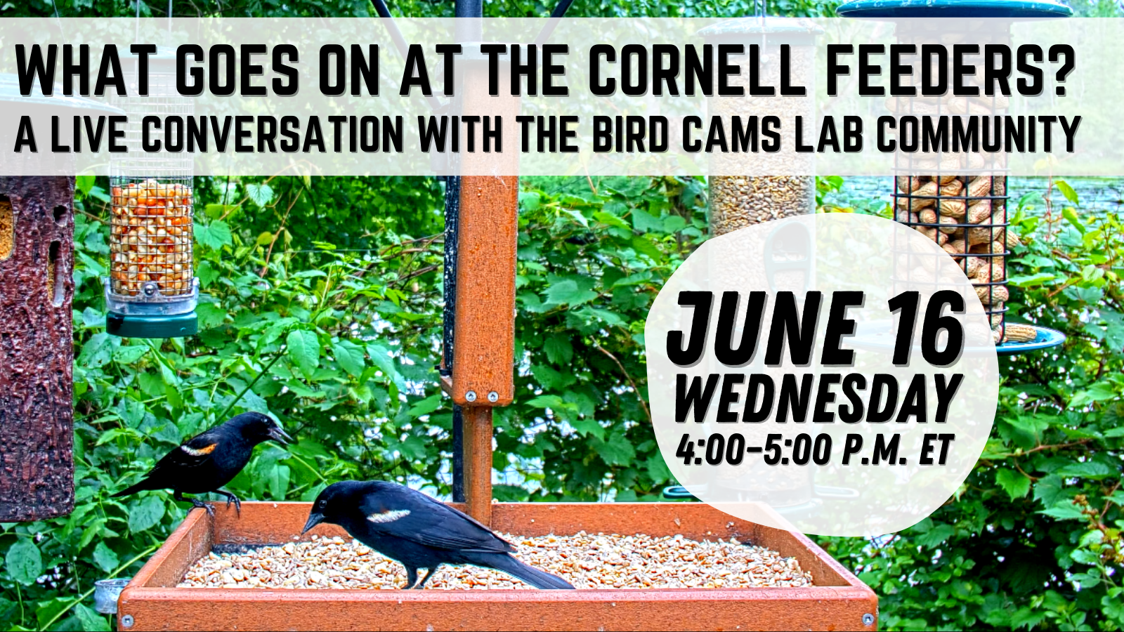 Two red-winged blackbirds feeding on a feeding table filled with bird seed. They are surrounded by hanging feeders against a leafy green background. Over the image is text on a white semi-transparent background that reads, "What goes on at the Cornell feeders? A Live conversation with the Bird Cams Lab community. June 16 Wednesday 4:00-5:00 P.M. ET."