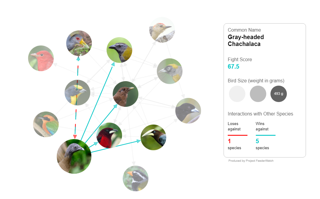 This is a screenshot of an interactive visualization. There are photographs of birds connected by gray arrows with a box to the right instructing user to hover over and interact with the photos. There are 13 photos. The Gray-headed Chachalaca is highlighted and its connections to other birds shown.