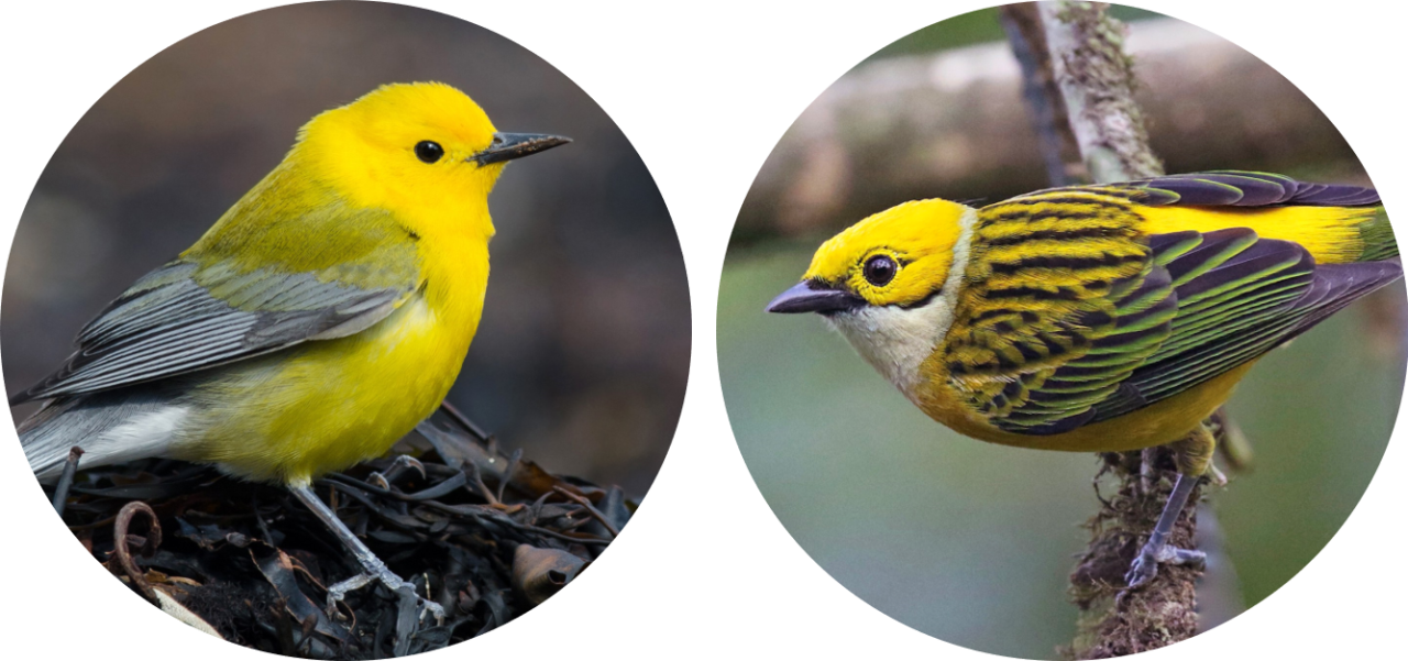Two photos cropped to be circles next to each other. The Prothonotary warbler is yellow with gray wings and tail perched on a pile of dark vegetation. The Silver Throated Tanager is yellow with a white throat, and yellow-black wings and body, perched on a mossy branch.
