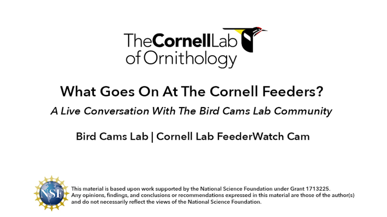 Against a white background is the Cornell Lab of Ornithology logo at the top (the name and a sapsucker illustration flying). In the middle is the title of the webinar, 