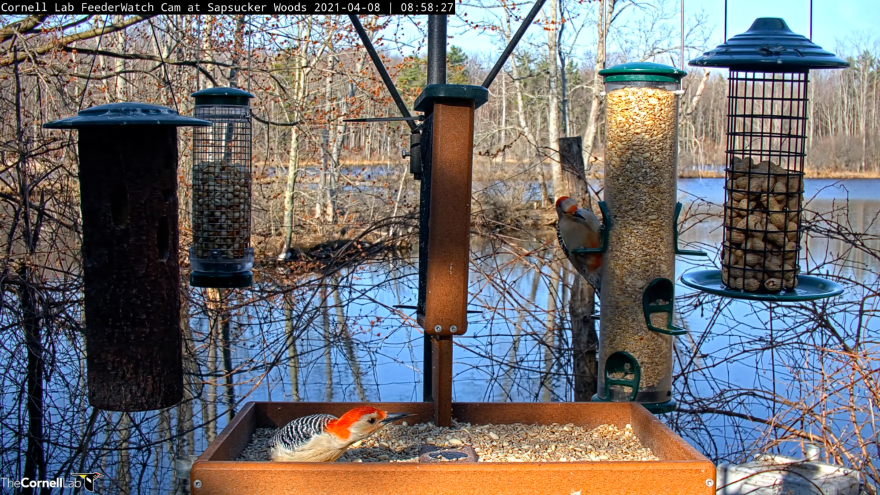 Two red-bellied woodpeckers visiting the feeding station seen on the Cornell FeederWatch cam. One individual is on the feeding tabl and the other is perch on a hanging feeder on the right. The water behind is blue and the trees don