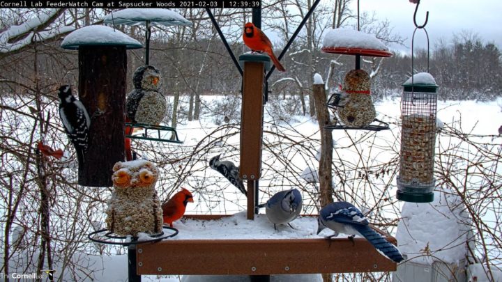 A screenshot of the Cornell FeederWatch cam with multiple species feeding on the main feeding platform and the hanging and suet feeder. Two blue jays are on the feeding platform with a male northern cardinal. Another male northern cardinal is perched on top of the suet feeder and a downy woodpecker is perched on the side of the suet feeder. A hairy woodpecker is perched on the leftmost feeder that holds bark butter. there is snow on all the feeders and behind the feeders.