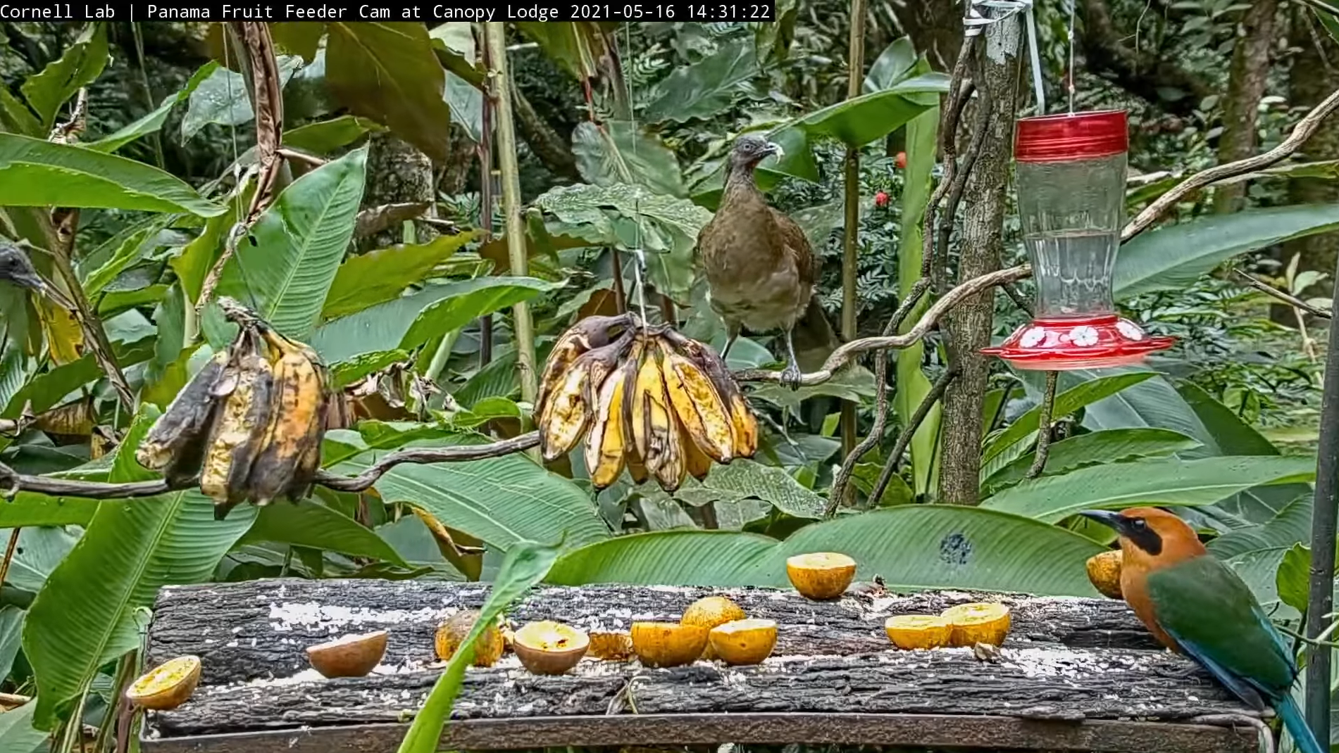 A feeding table with rice and half-cut oranges that are yellow. Over head are two hooks with banana bunches. There is also a nectar hanging. A Rufous motmot (large yellow-green, blue bird) is perched in the front right corner o the table. A gray-headed chachalaca (large gray-brown bird) is perched on a vine that runs horizontally across the screen. The backdrop are large green leaves and a couple tree trunks.