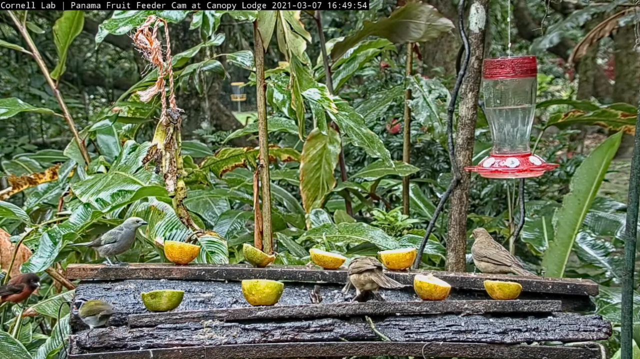 Six birds are on the feeding table that has two wooden planks with orange and yellow oranges pinned to them. There is also a nectar feeder hanging in the top right corner. This is set against a backdrop of large, green leafy vegetation.