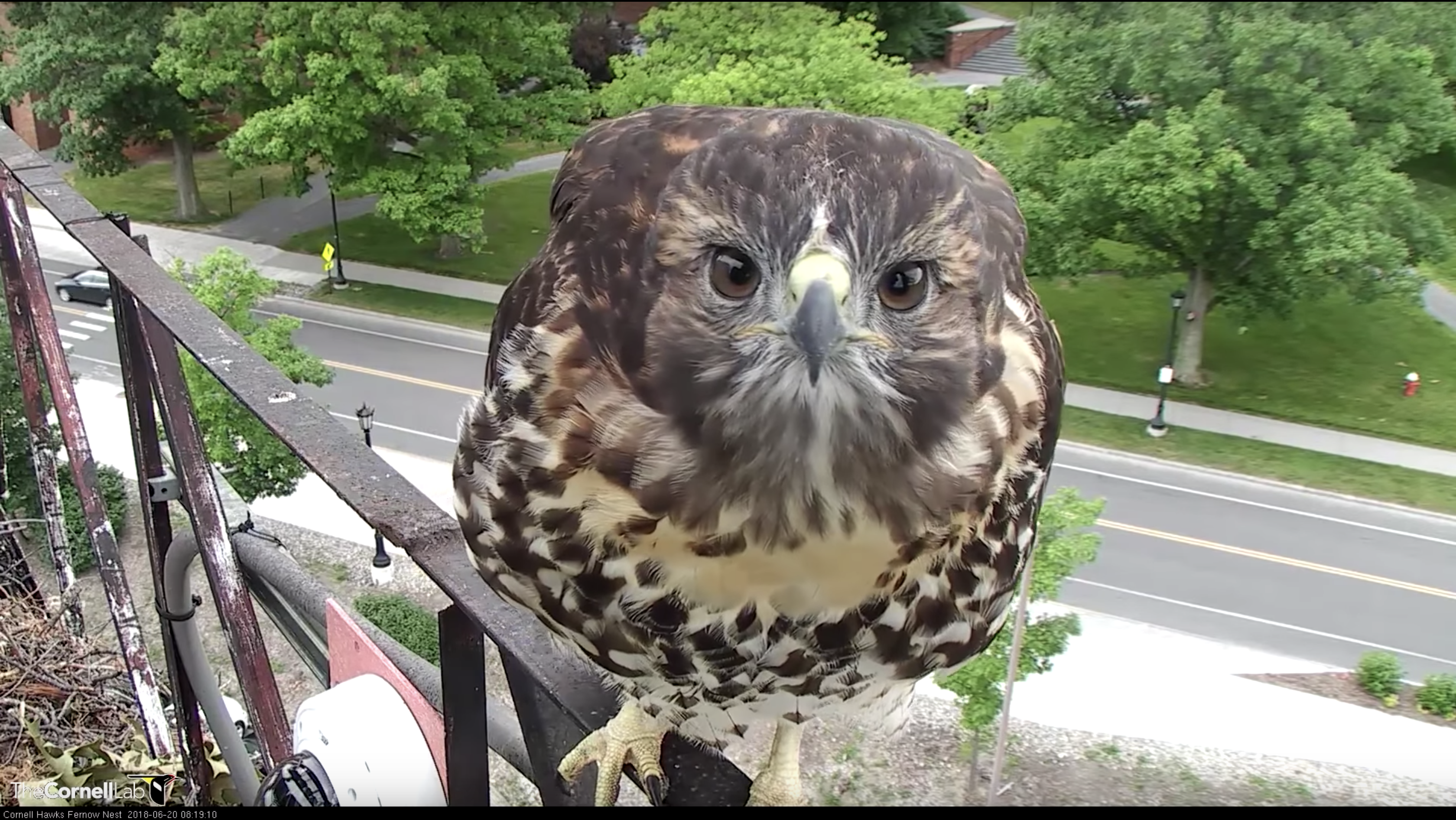 A red-tailed hawk fledgling looking at the cam and perched on the railing seen on the Red-tailed Hawk cam.