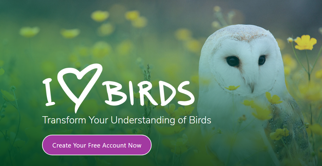 A screenshot of the Bird Academy homepage. There is a photo of a Barn Owl amongst yellow flowers that are out-of-focus. Overlayed on the image in the middle is I heart BIRDS Transform Your Understanding of Birds. Below is a pink button with text "Create Your Free Account Now."