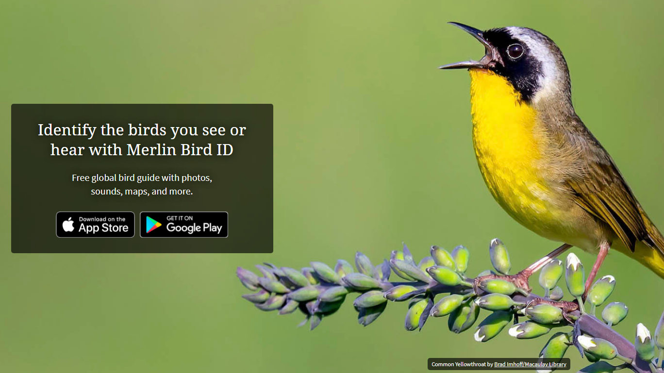 A screenshot of the Merlin homepage. There is a photo of a Common Yellow Throat overlayed with text. In the bottom right corner is the photo credit that reads Common Yellowthroat by Brad Imhoff/Macaulay Library. Middle left is a semi-transparent black box with white text that reads "Identify the birds you see or hear with Merlin Bird ID Free global bird guide with photos, sounds, maps, and more." Below that are two spots to click and download for apple or android. 