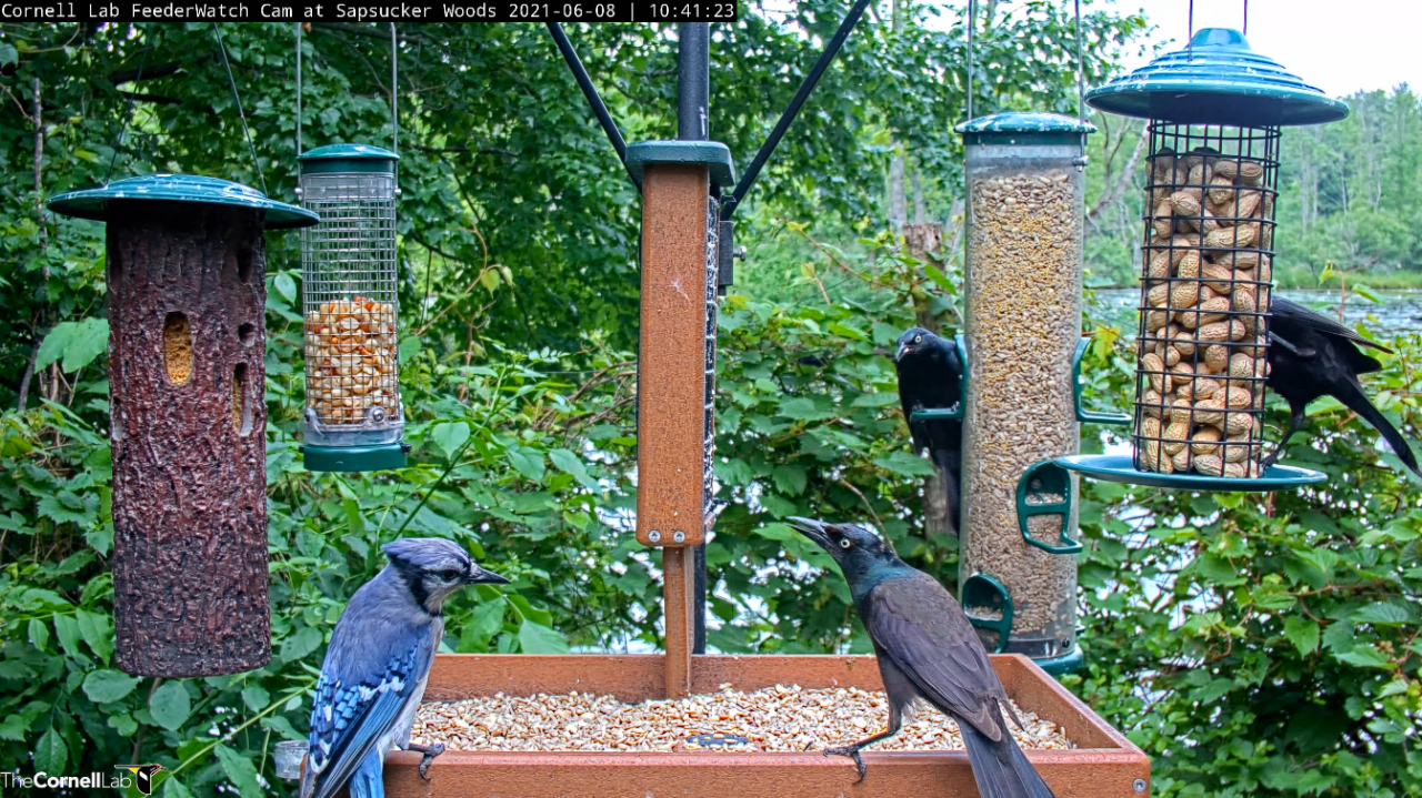 A screenshot of the Cornell FeederWatch cam with a Blue Jay perched on the feeding table and three grackles on the table and hanging feeders. The backdrop is lots of green vegetation and some blue from the pond behind it.