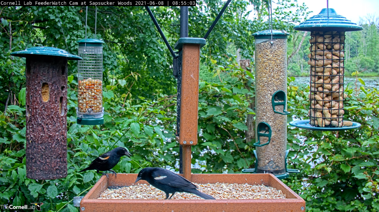 Two male red-winged blackbirds (black birds with red-yellow on their shoulders) perch on the feeding table seen on the Cornell FeederWatch cam. There are other feeders hanging around them against a backdrop of green vegetation.