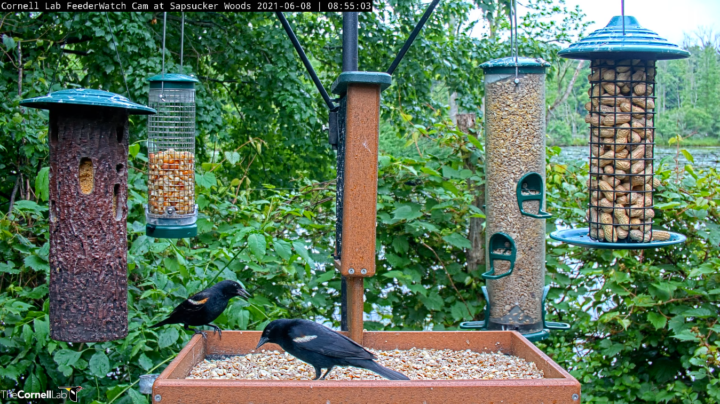 Cornell Feeders Live Final Report : Bird Cams Lab