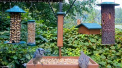 A screenshot of the Cornell FeederWatch cam. A blue Jay (blue-white bird) is perched on the edge of the feeding table on the left looking right at a morning dove (brown-gray bird). There are four hanging feeders around them and a suet feeder in the middle. The feeding station is against a backdrop of green leafy vegetation.
