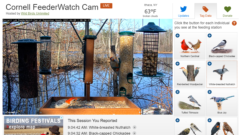 A screenshot of the Cornell FeederWatch cam page with the live stream view, buttons with birds to the right of it, names of the birds and the time they visited in the "Session Reported" section below.