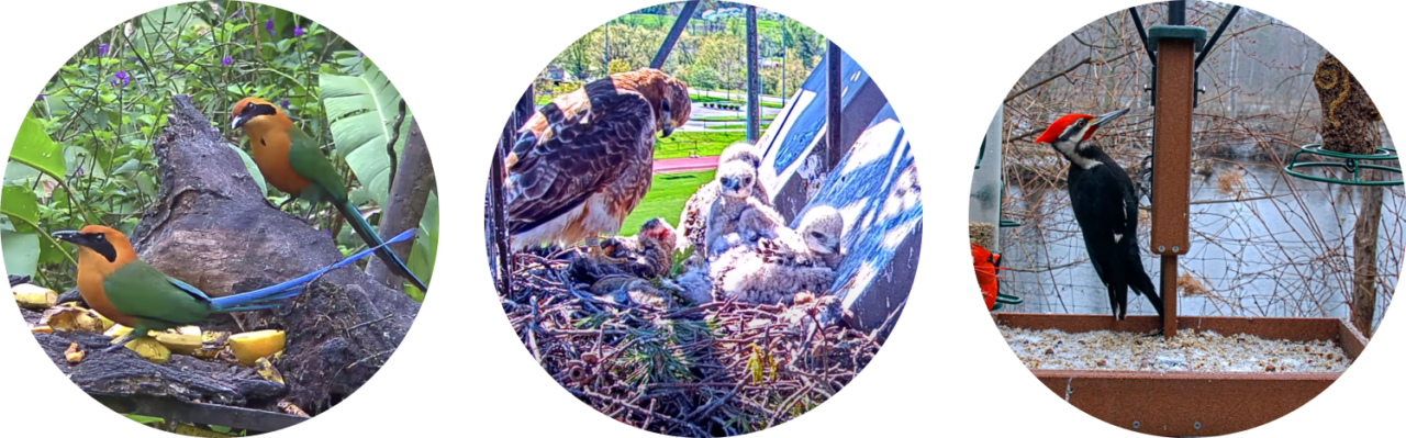 Three screenshots of the cams studied, each cropped to be a circle. The left-most photo shows two Rufous Motmots (orange, green, blue birds) perched on a feeding table. The middle is an adult Red-tailed Hawk and three fluffy nestlings (white) on a nest. The right-most circle is a male pileated woodpecker (red,white,black bird) and a male Northern cardinal (red bird) feeding on a feeding station against a bare vegetation and gray-blue water.
