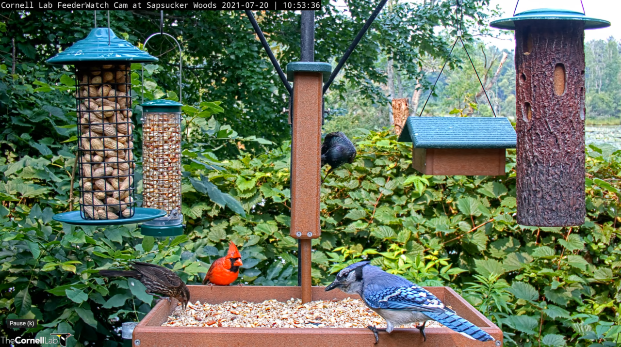Four birds visit the feeding station seen on the Cornell FeederWatch cam. There is a feeding tray filled with seeds. There is a suet feeder in the middle above the tray, and on the left and right are two hanging feeders (four total). The backdrop is leafy green vegetation.